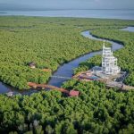 Hutan Mangrove Langsa